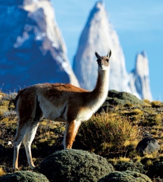 A Glamorous Journey Into Patagonia