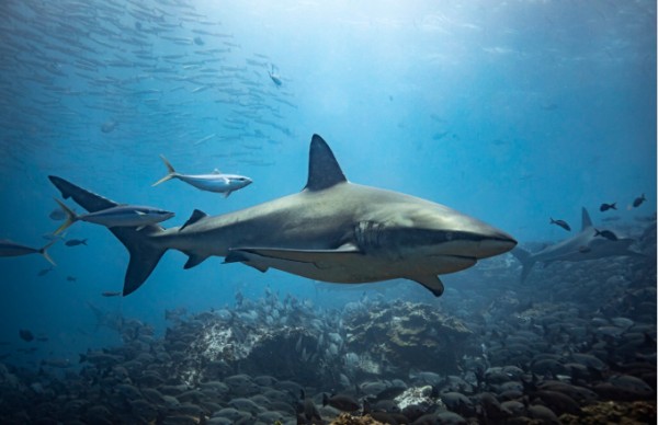 Rolex celebrates World Oceans Day