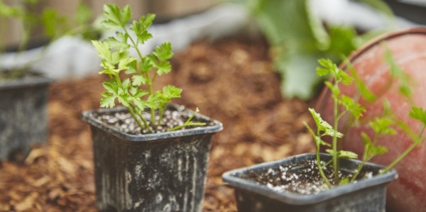 Grow your own vegetables at Garage Greens Hong Kong