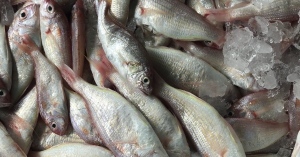 WWF Sustainable Seafood Week returns to Hong Kong