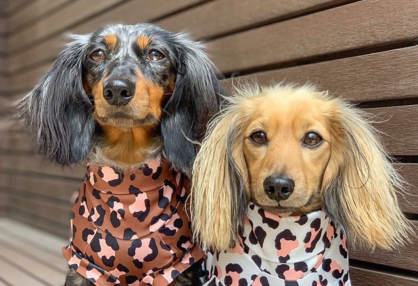 6 homegrown Hong Kong brands to pamper your pup